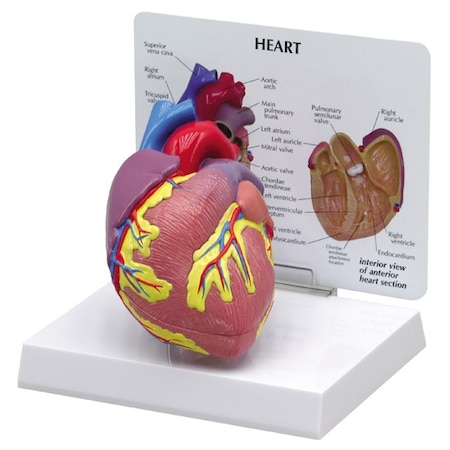 Anatomical Model - Heart